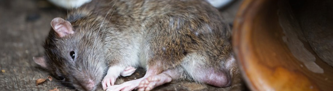 Rato no Telhado  24 HORAS